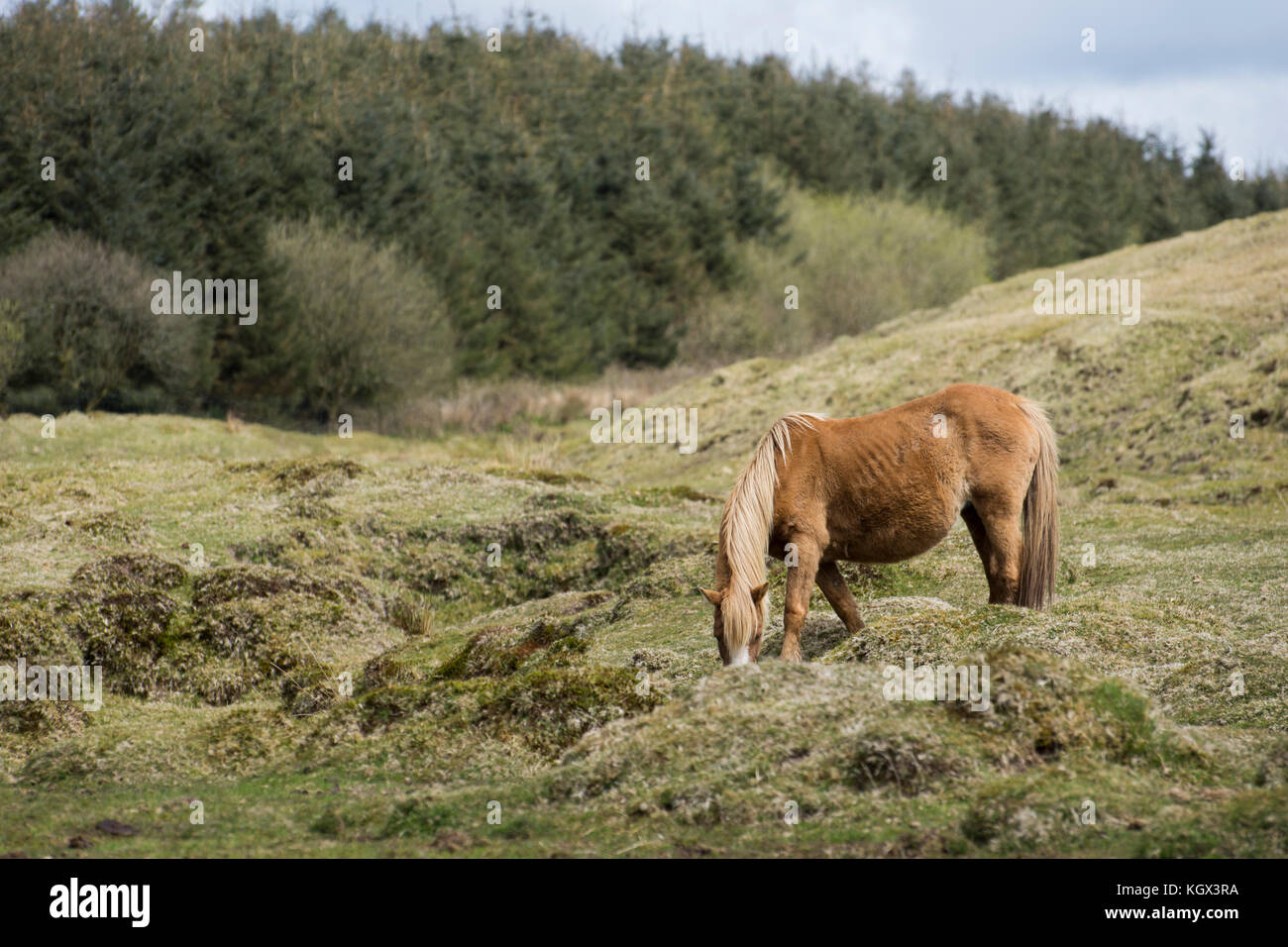 Wild Horse il pascolo - tor ruvida, Cornwall, Regno Unito Foto Stock