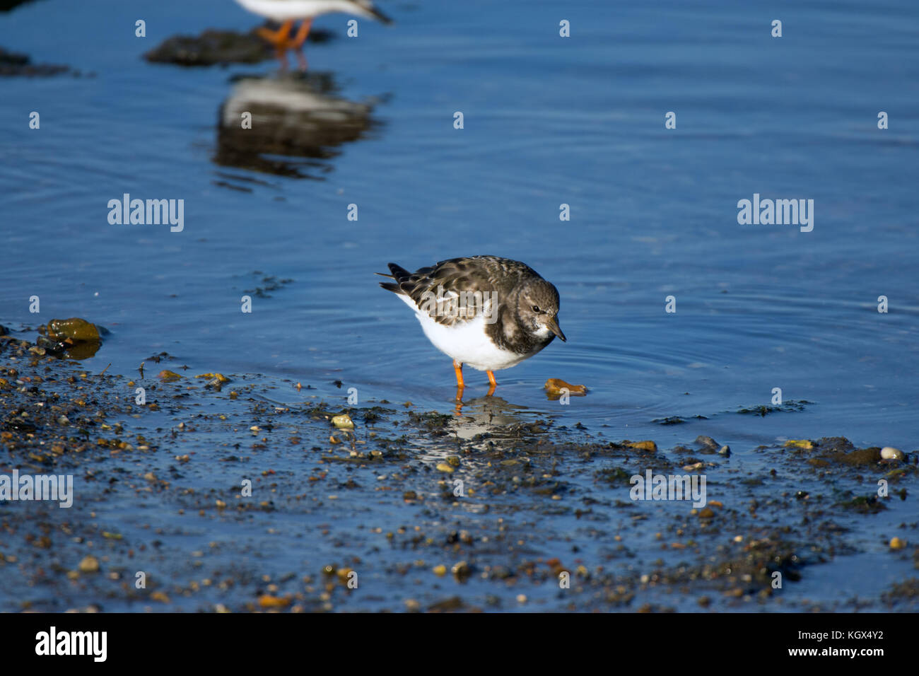 Turnstone ad alta marea Foto Stock