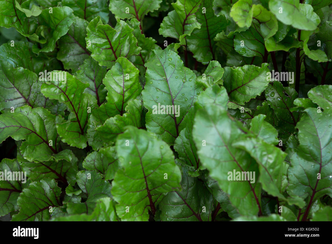 Close-up di freschi ortaggi in giardino Foto Stock