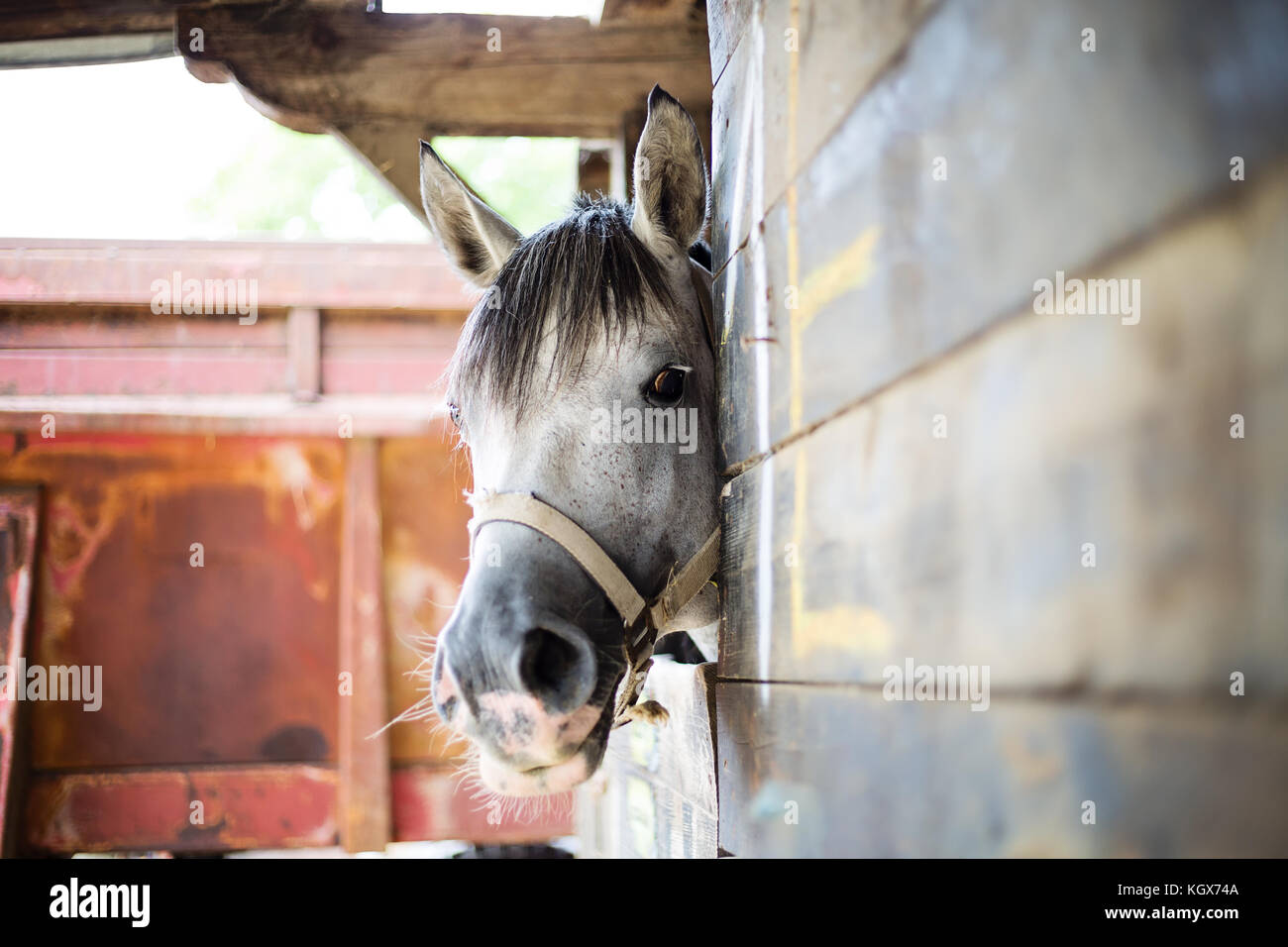 Close up white horse head guardando fuori di una stabile verso una telecamera Foto Stock