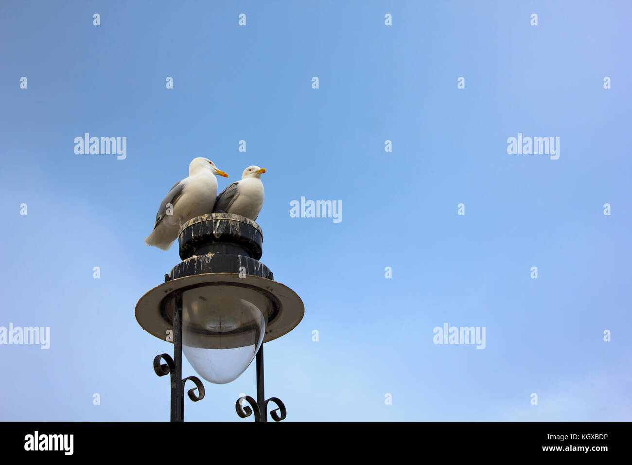 Una coppia di gabbiani seduto sulla cima di un semaforo vicino al mare. Foto Stock