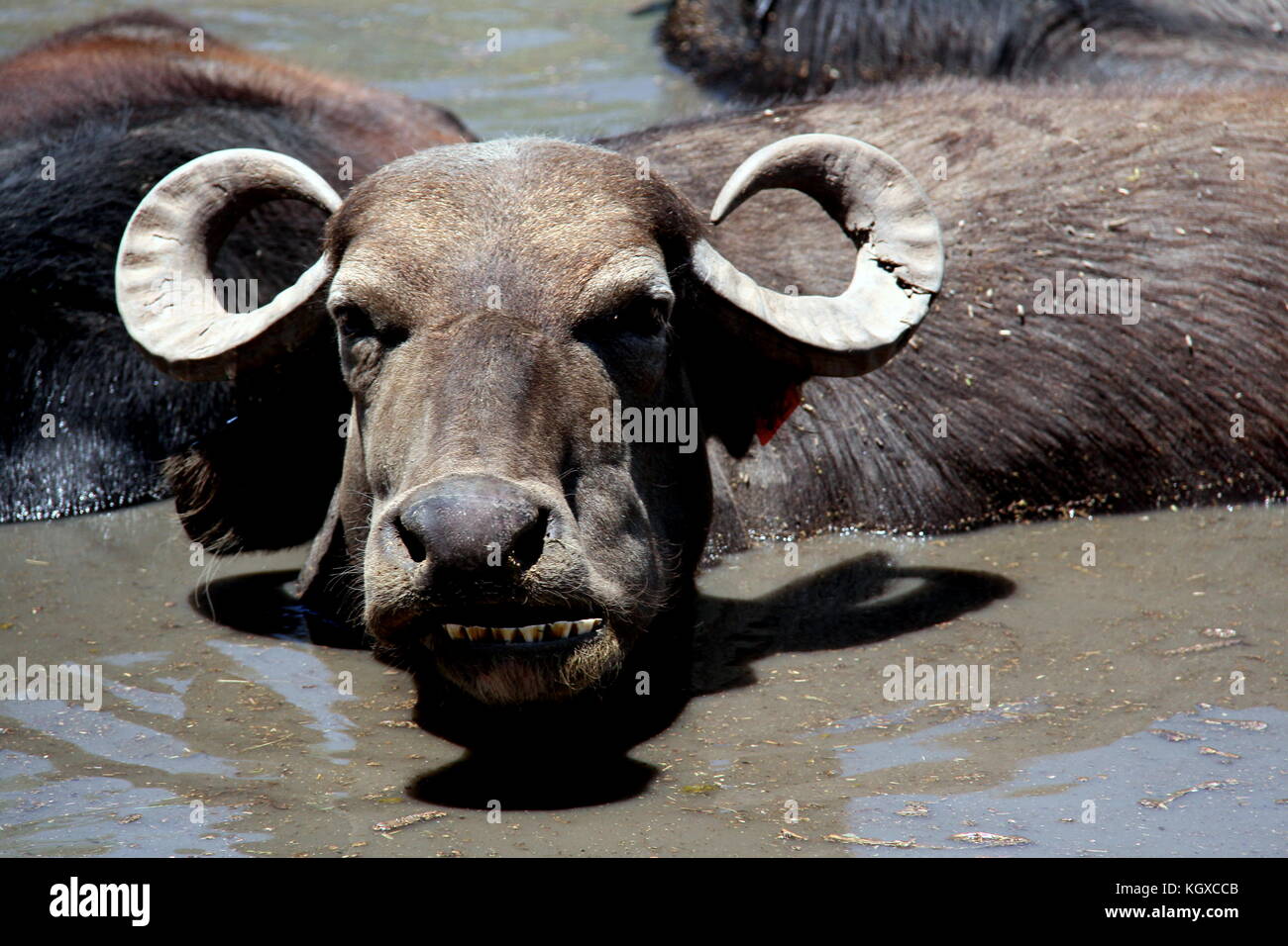 Bufalo d'acqua in acqua con i denti che mostra Foto Stock