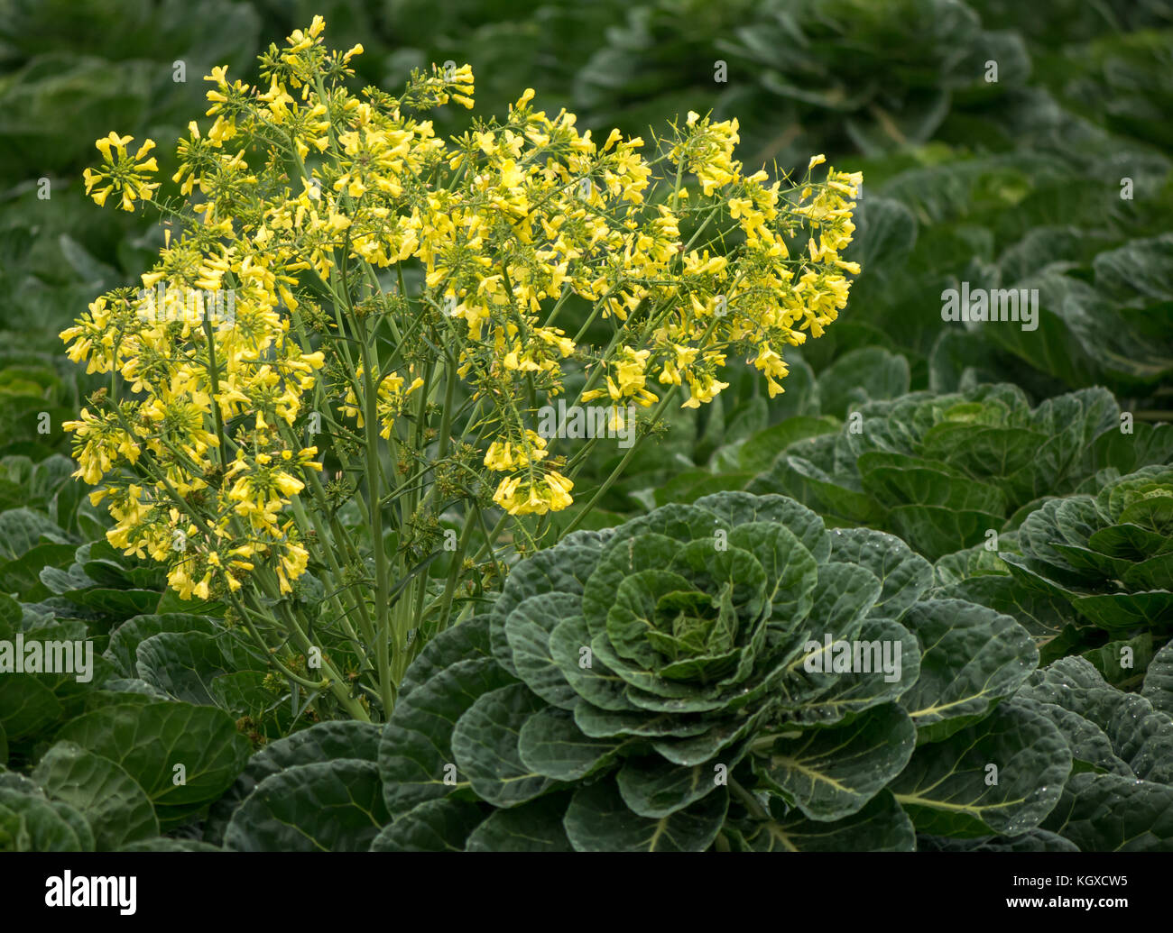Close up di cavoli di Bruxelles impianto, Brassica oleracea, crescendo in campo di coltivazione con giallo fioritura erbaccia, East Lothian, Scozia, Regno Unito Foto Stock