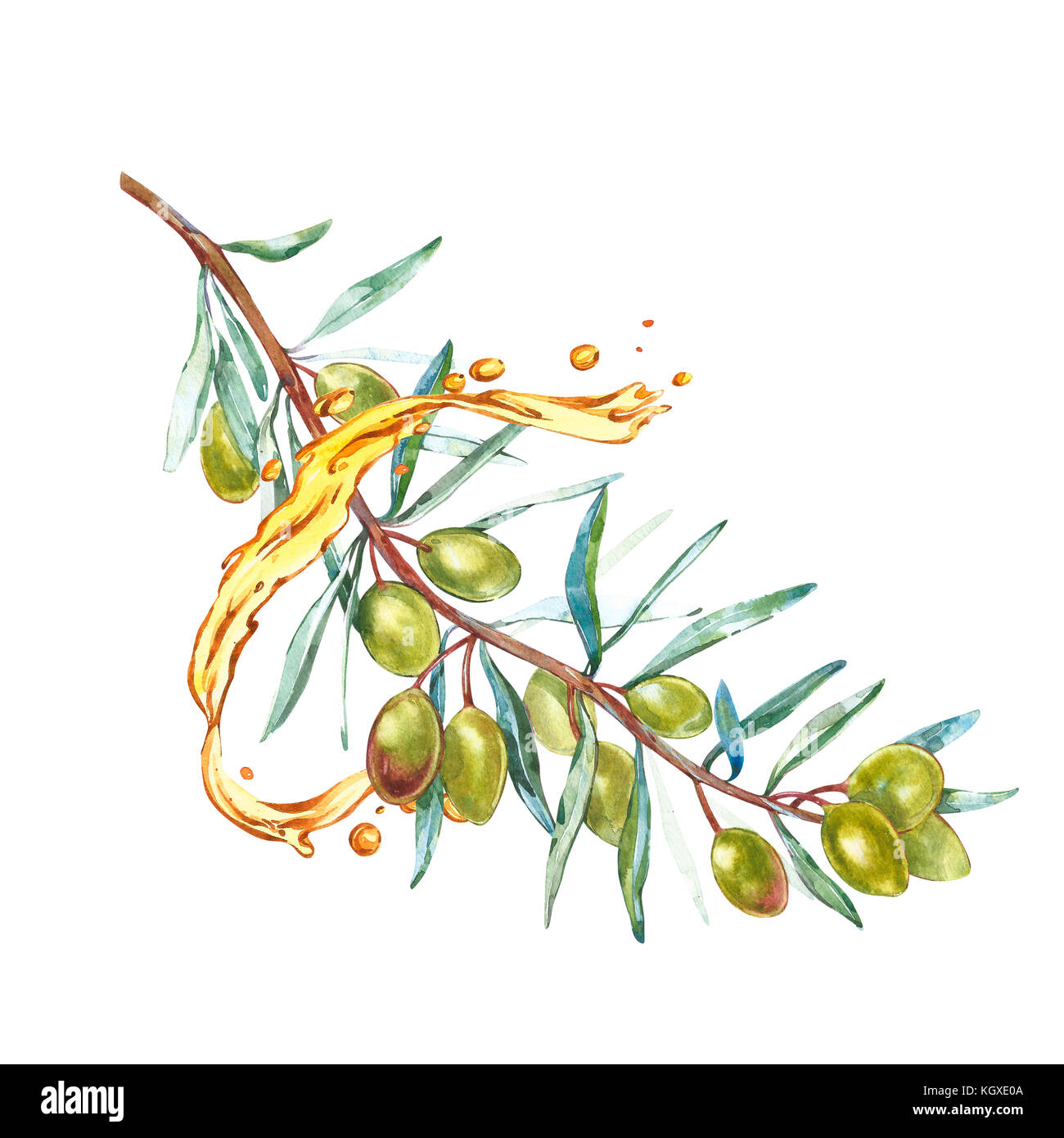 Un ramo di ripe olive verdi è succosa versata con olio. gocce e schizzi di olio d'oliva. acquerello e illustrazione botanica isolati su sfondo bianco. Foto Stock