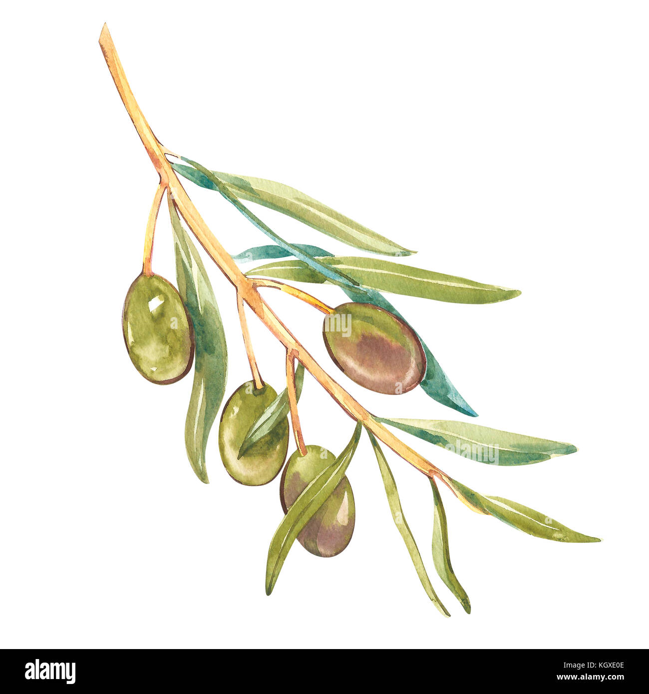 Acquerello illustrazione realistica di olive nere e verdi ramo isolato su sfondo bianco. design per l'olio d'oliva, prodotti cosmetici naturali, prodotti sanitari. Foto Stock
