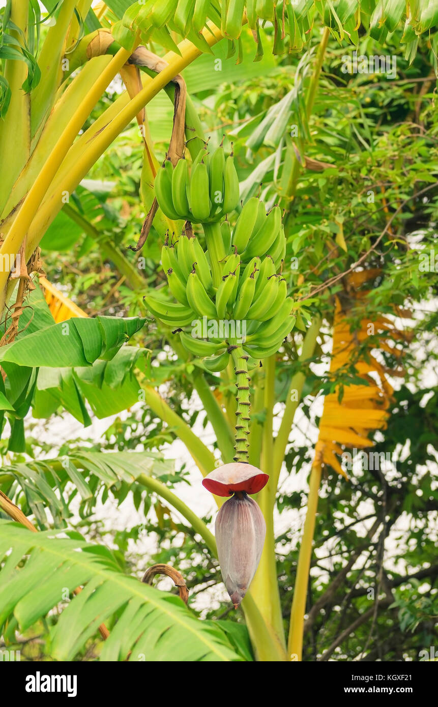 Albero di banane con banane verdi frutti e il cuore, coltivazione di banana. La frutta tropicale. Foto Stock