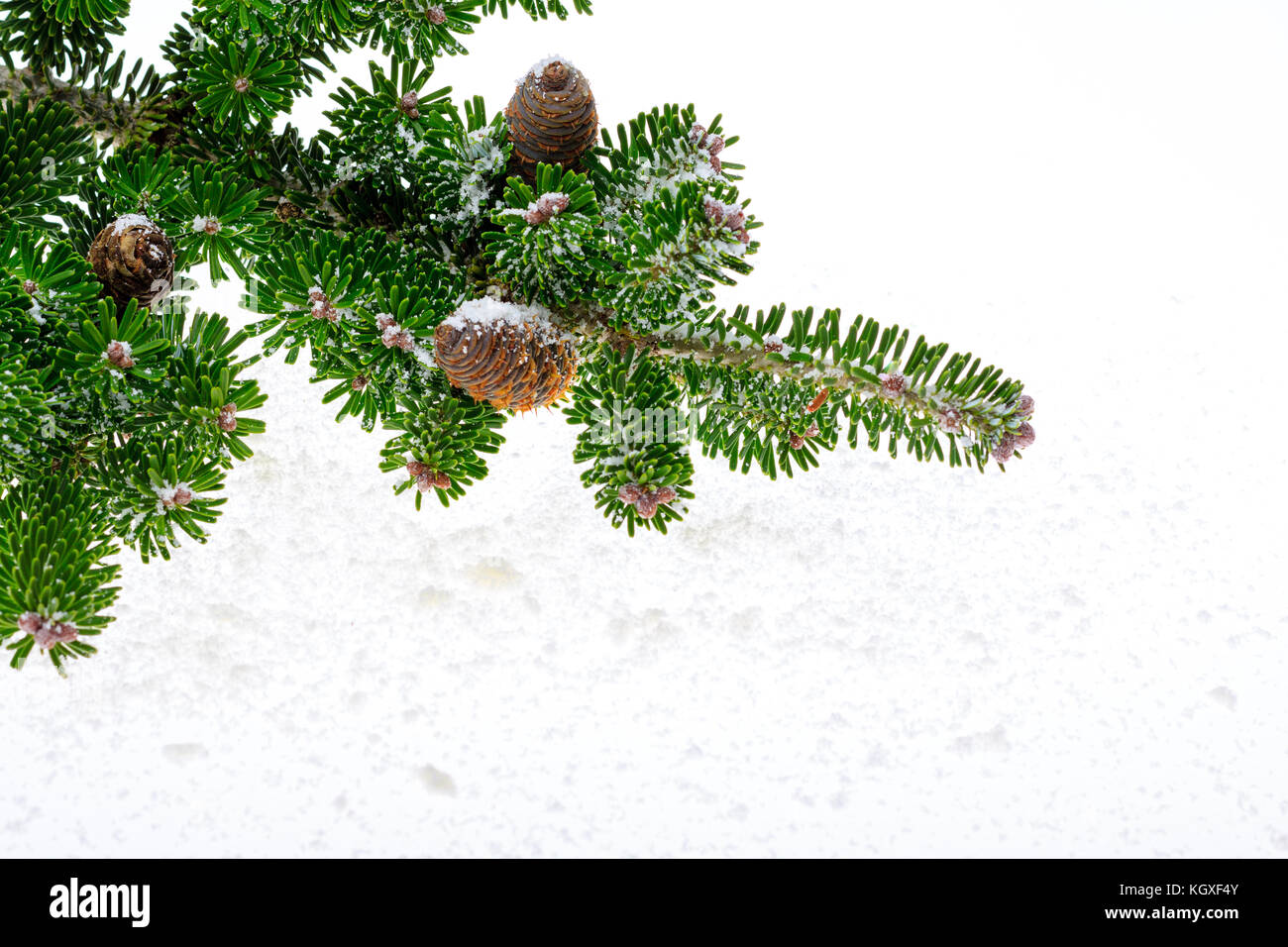 Verde ramo di conifere con grandi coni irrorato da neve. Foto Stock