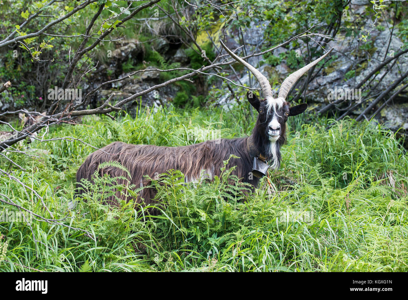 Capra alpina in cerca di cibo Foto Stock