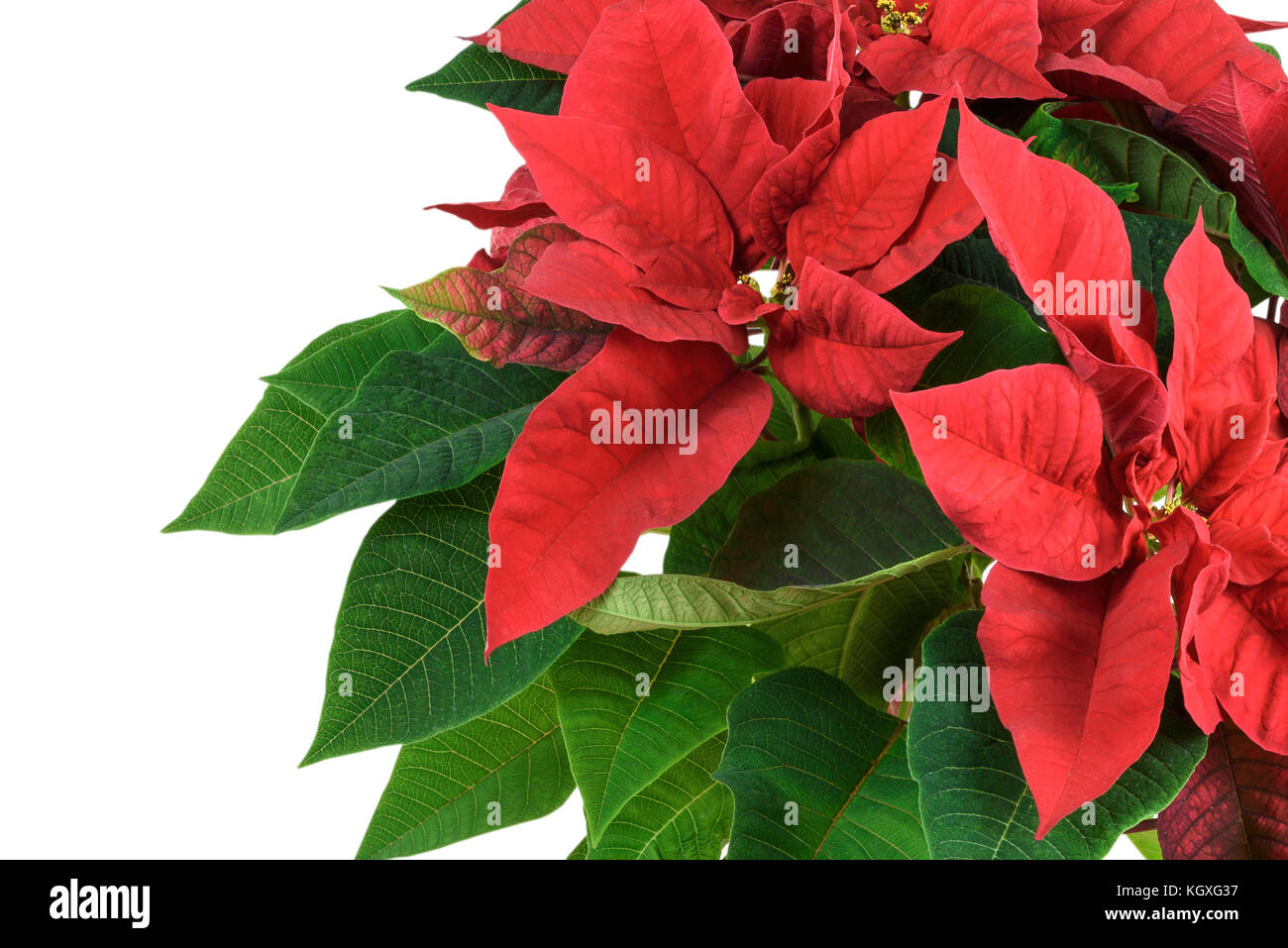 Stella Di Natale Fioritura.Fioritura Di Natale Rosso Fiore Poinsettia In Close Up Isolato Su Uno Sfondo Bianco Vista Dall Alto Foto Stock Alamy