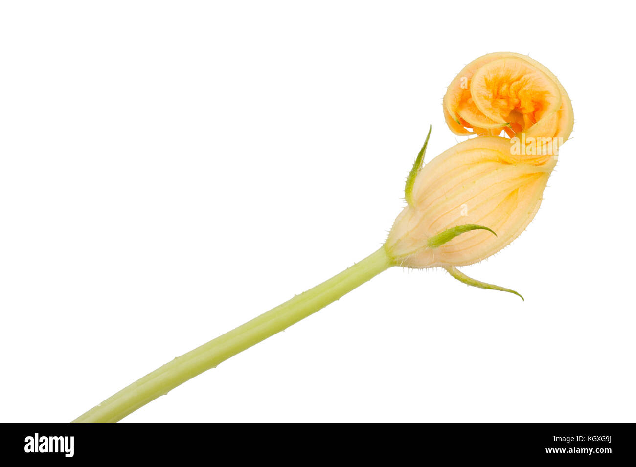 Squash blossom isolato su bianco Foto Stock