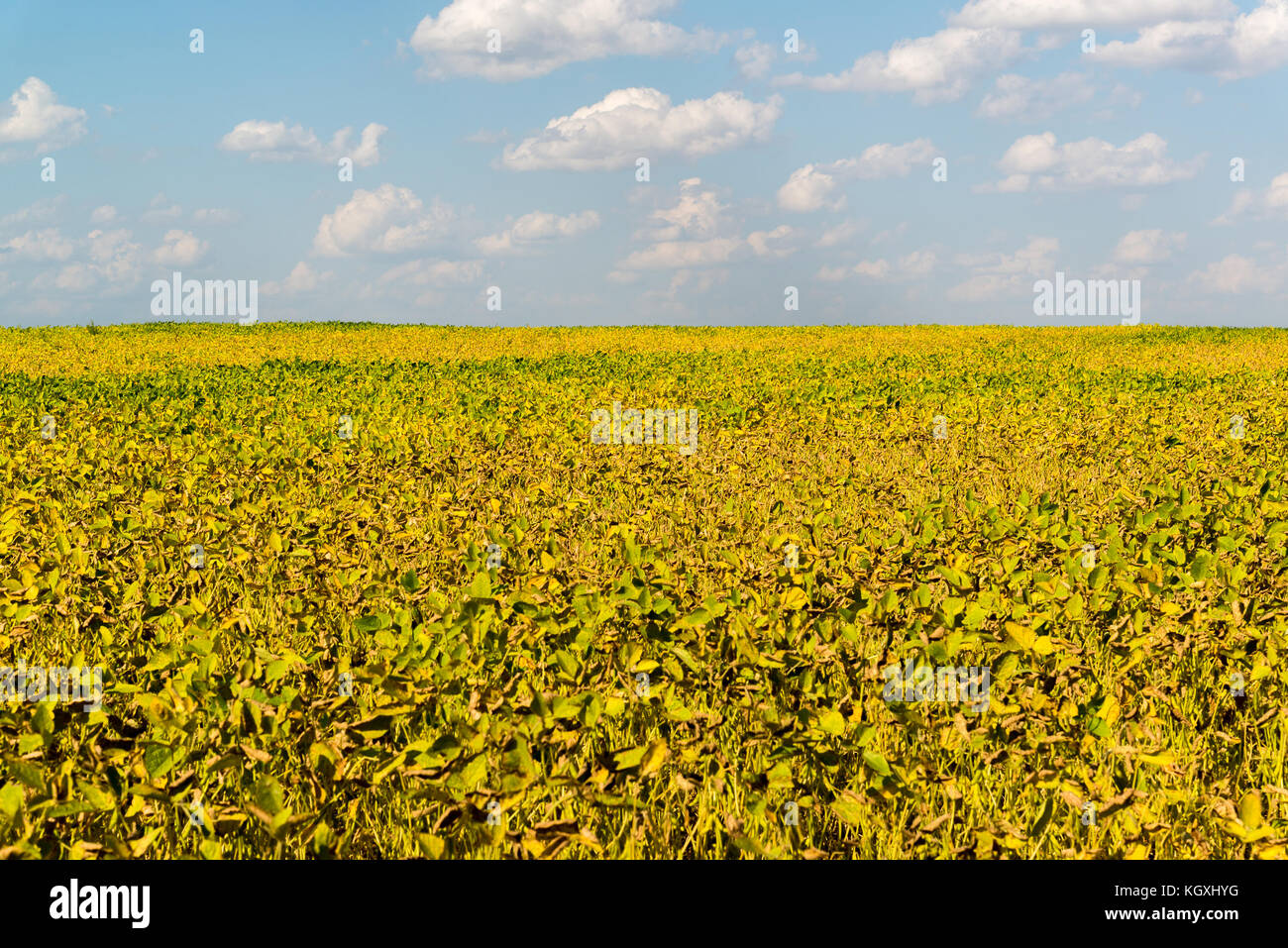 Fagiolo giallo campo sulla giornata di sole Foto Stock