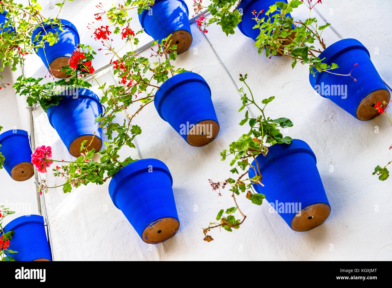 Dipinto di blu vasi da fiori piantati con Geranio montato su un bianco lavato parete. Foto Stock