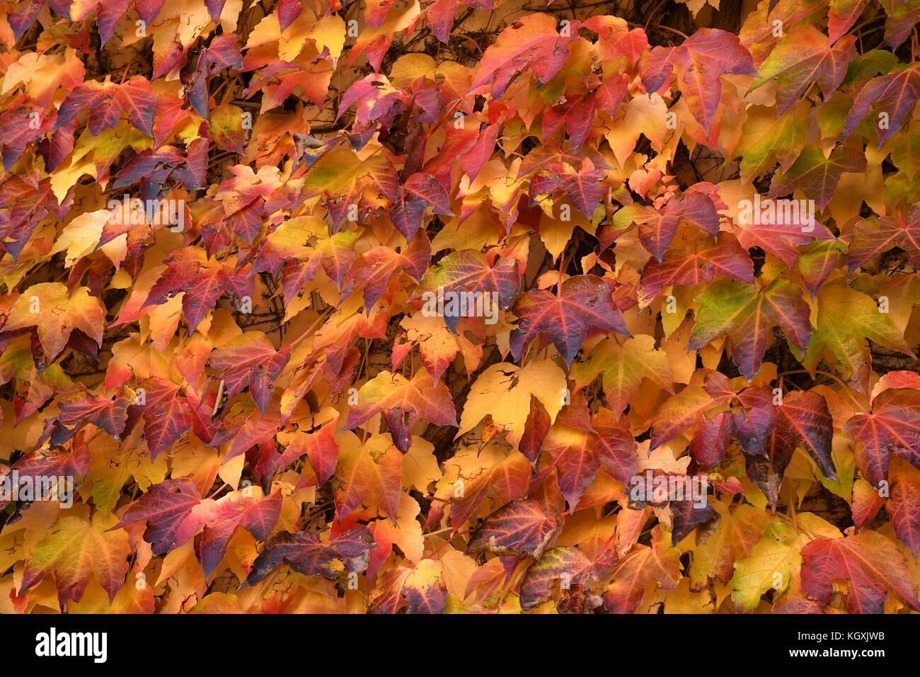 Foglie rosse durante la stagione autunnale nel centro di Bressanone e Bolzano Italia. Foto Stock