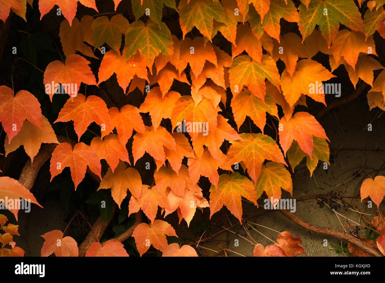Foglie rosse durante la stagione autunnale nel centro di Bressanone e Bolzano Italia. Foto Stock