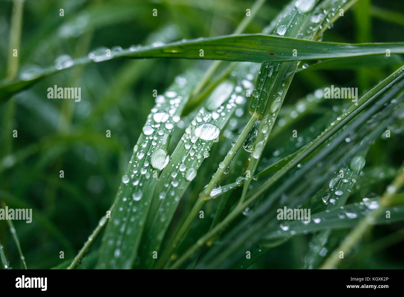 Macro di brillanti gocce di pioggia sull'erba. Foto Stock