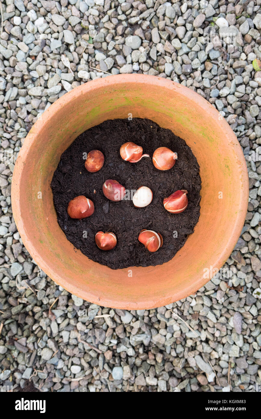 La piantagione Ronaldo bulbi di tulipani in vaso in terracotta vista aerea Foto Stock