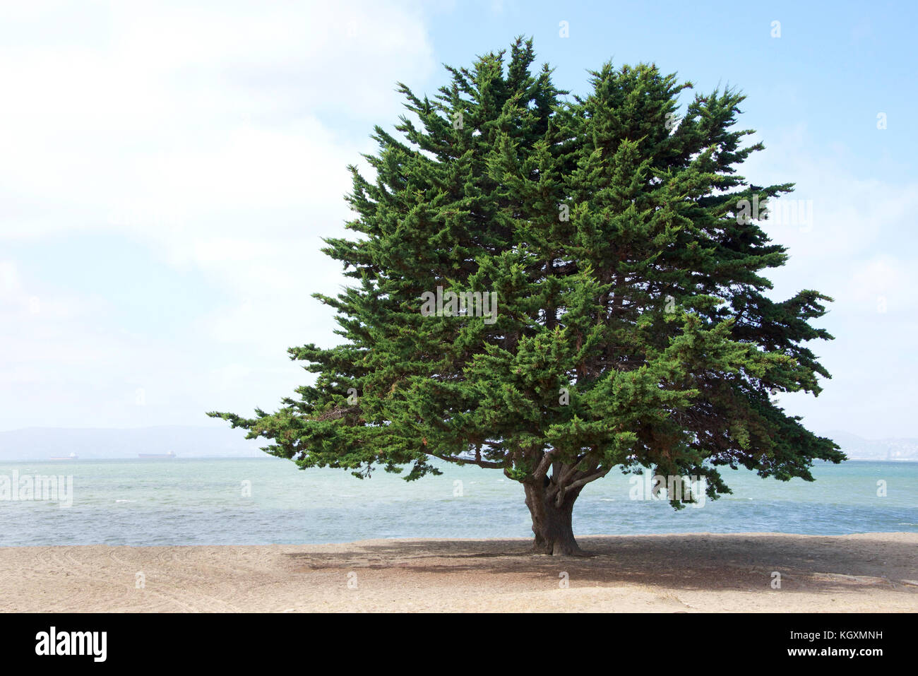 Monterey Pino, una specie di pino nativo della costa centrale della California e del Messico, crescente sulla spiaggia nel nord della California Foto Stock