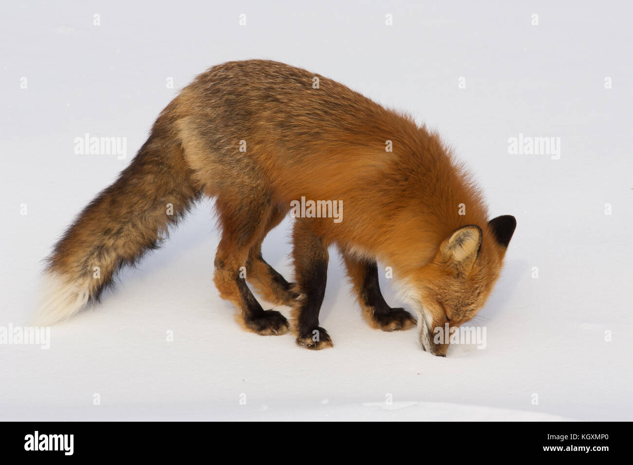 Red Fox in cerca di prede sotto la neve in whitehorse, Yukon, Canada Foto Stock