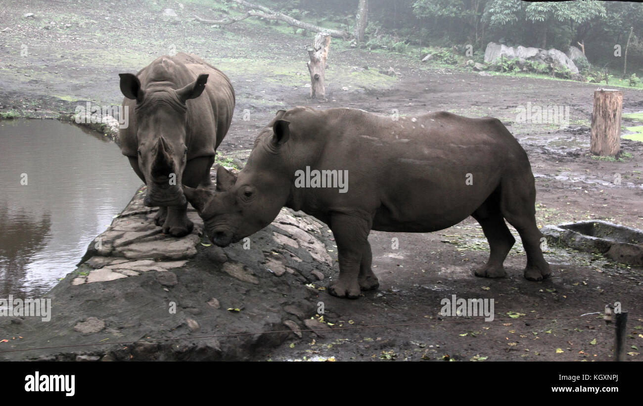 il rinoceronte si gode l'erba dello zoo Foto Stock