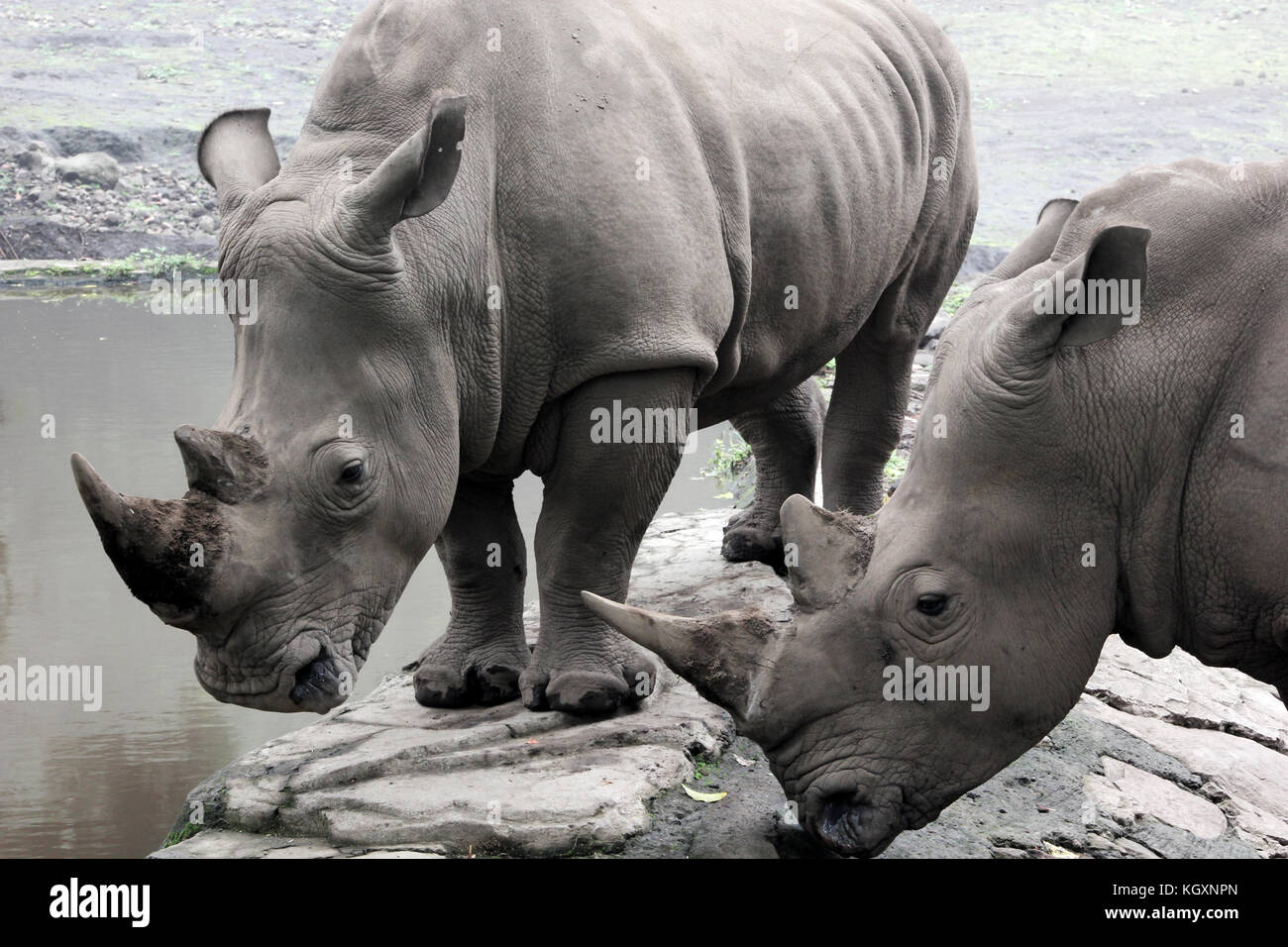 il rinoceronte si gode l'erba dello zoo Foto Stock