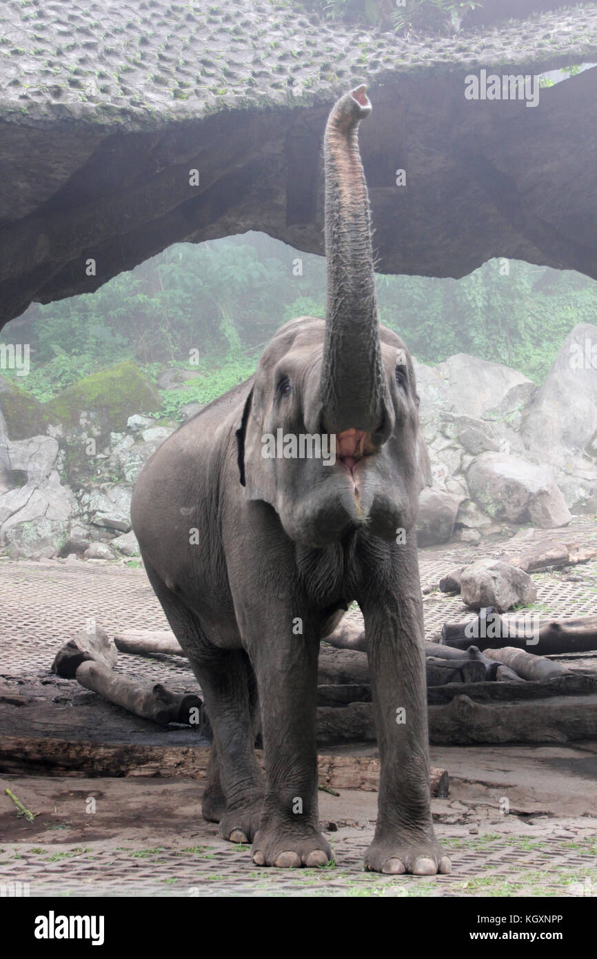 L'elefante dice ciao a tutti nello zoo Foto Stock