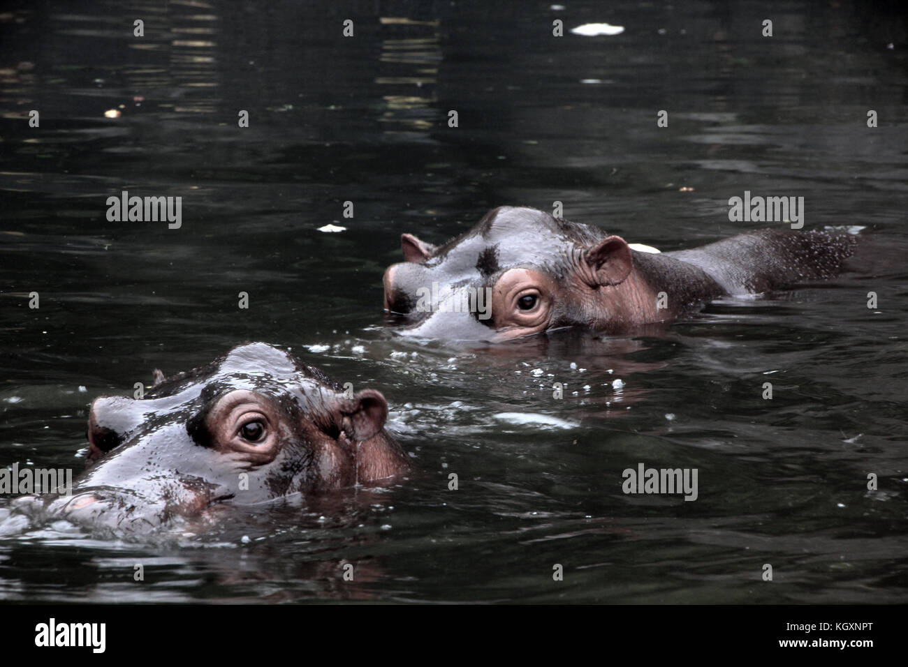 Ippopotamo / Ippona nello zoo indonesiano cercano di nascondersi sotto l'acqua Foto Stock