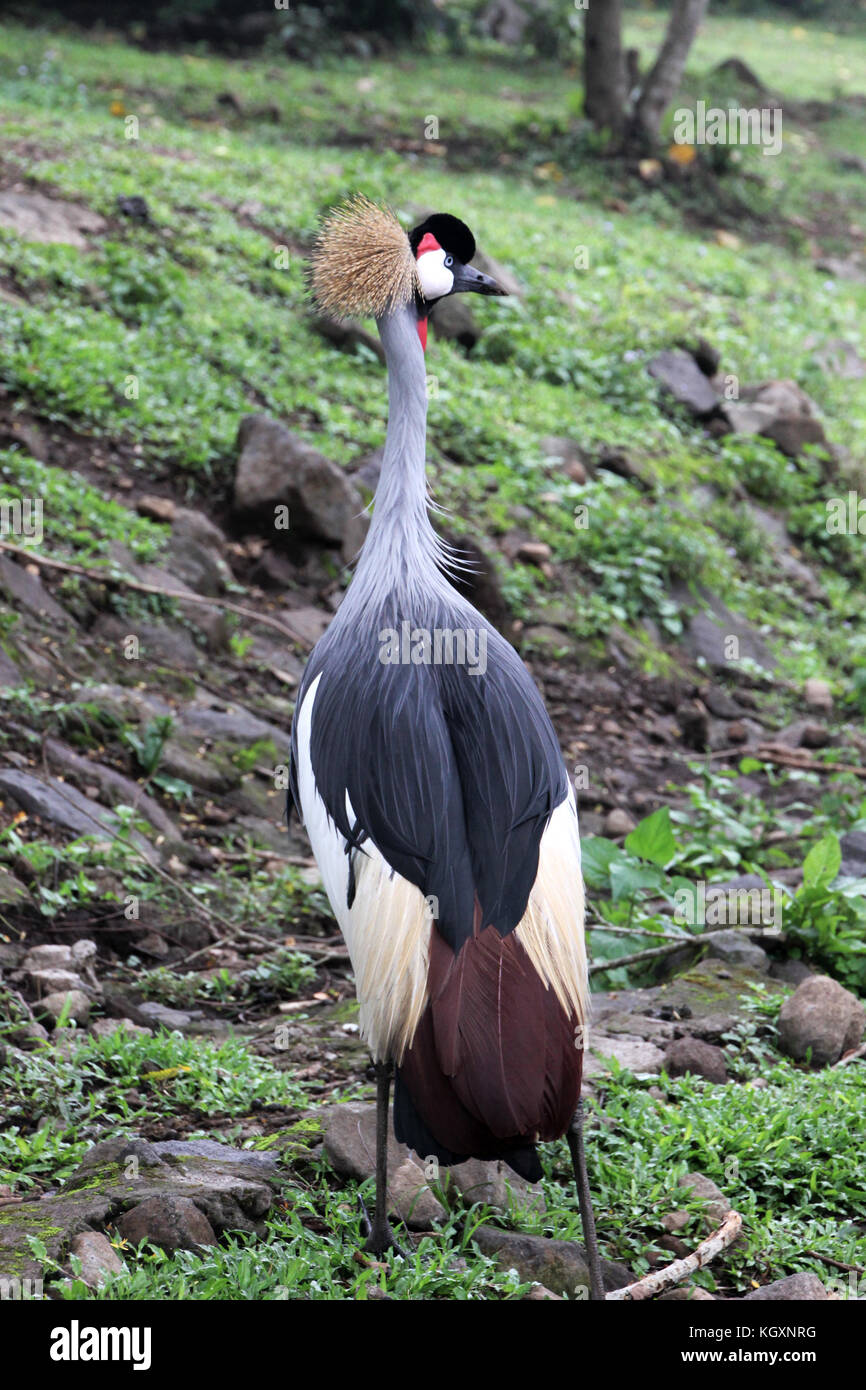 Kasuari/casowary Bird nello Zoo Foto Stock