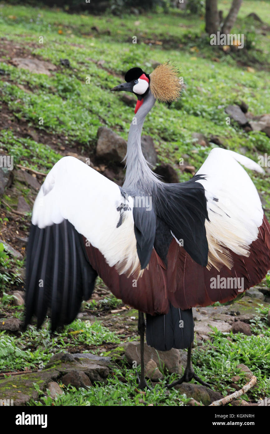 Kasuari/casowary Bird nello Zoo Foto Stock