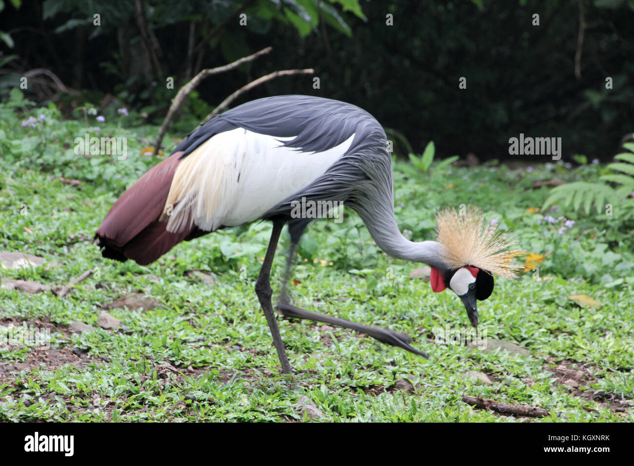 Kasuari/casowary Bird nello Zoo Foto Stock