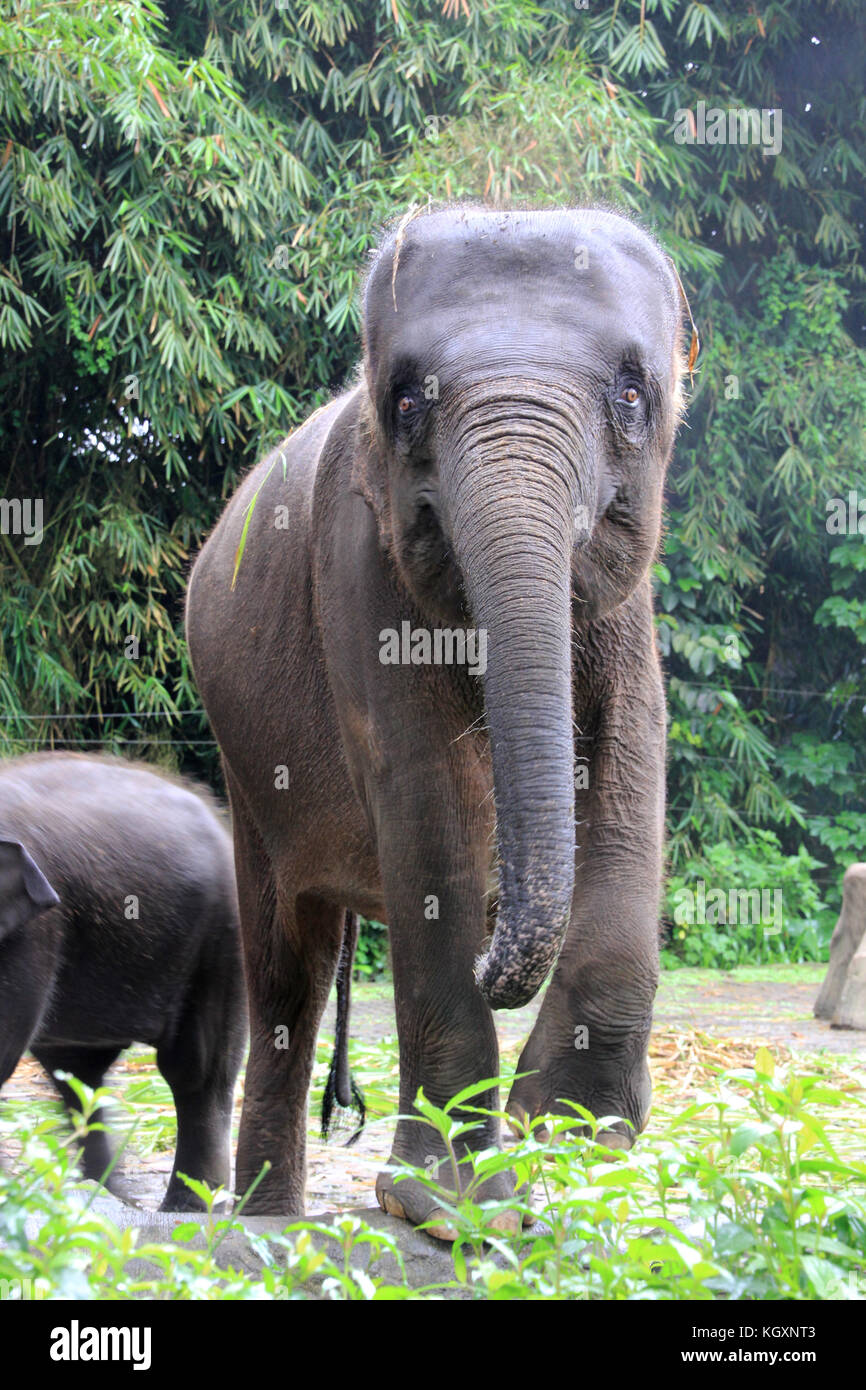 Elefante nello Zoo mangiare erba Foto Stock