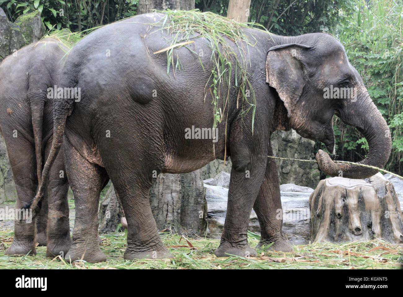Elefante nello Zoo mangiare erba Foto Stock