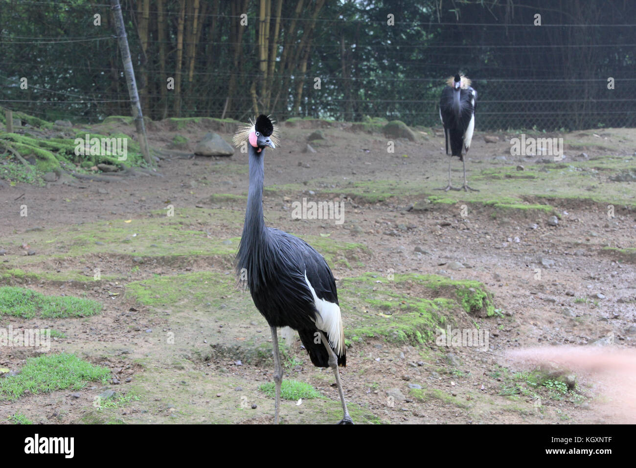 Kasuari/casowary Bird nello Zoo Foto Stock