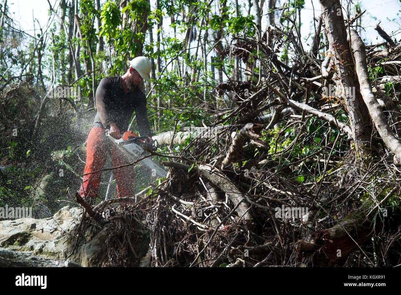 Ted piehl, una foresta di Stati Uniti service smokejumper tagli alberi abbattuti durante le operazioni di cancellazione di El Yunque National Forest Novembre 6, 2017 in puerto rico. uragano maria devastato la foresta pluviale tropicale. ((Foto di Nicola dutton via planetpix) Foto Stock