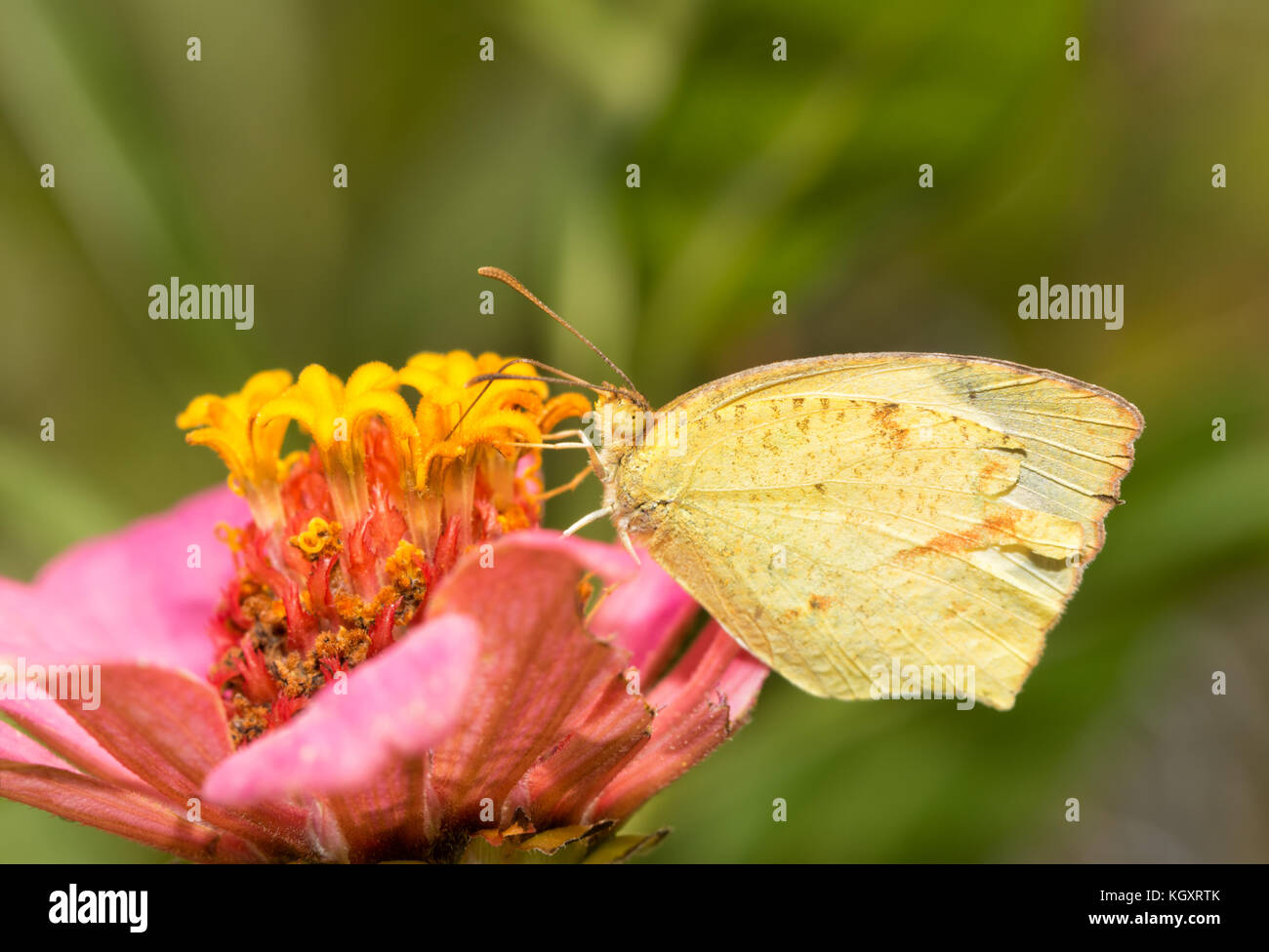 Eurema mexicana, messicano Giallo farfalla alimentazione su una rosa zinnia fiore Foto Stock