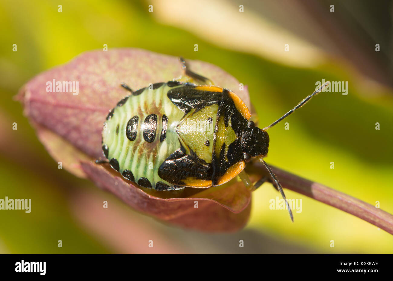Quinto ninfa instar della green stink bug, chinavia halaris Foto Stock