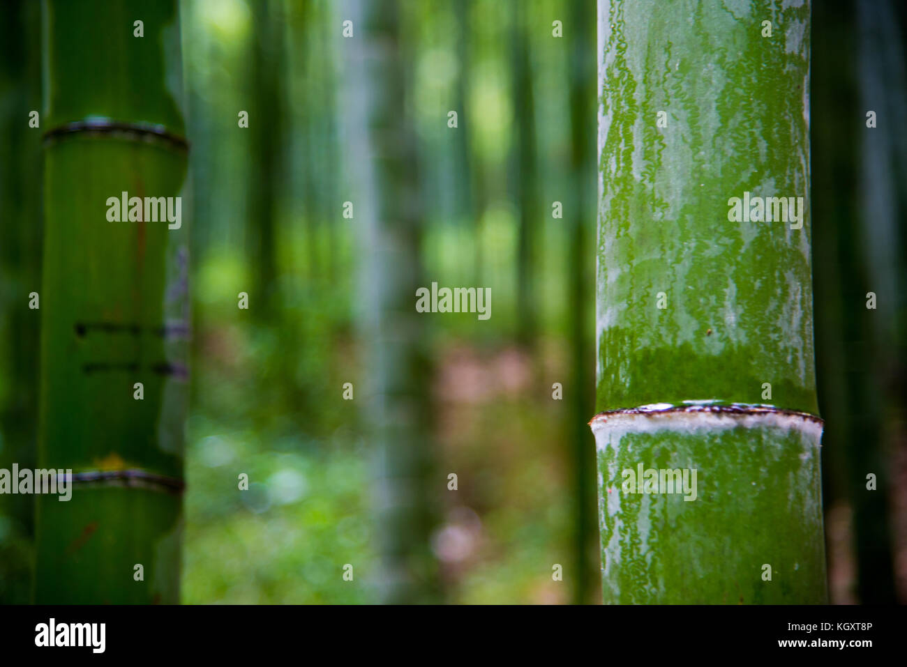 Foresta di bamboo anji nella provincia dello Zhejiang cina Foto Stock