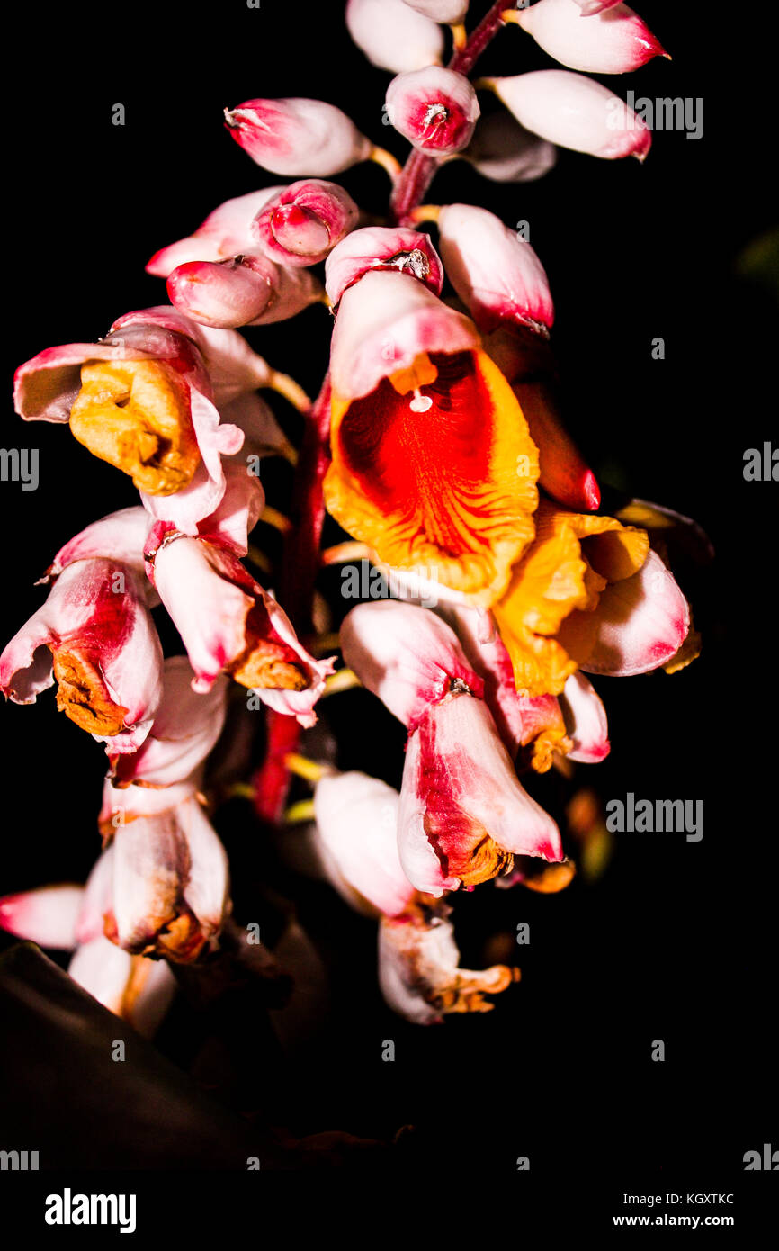 Splendida fioritura di zenzero dall'isola di Maui, Hawaii. notturno di flash fotografia di fiori, evidenzia i colori piacevolmente. Foto Stock