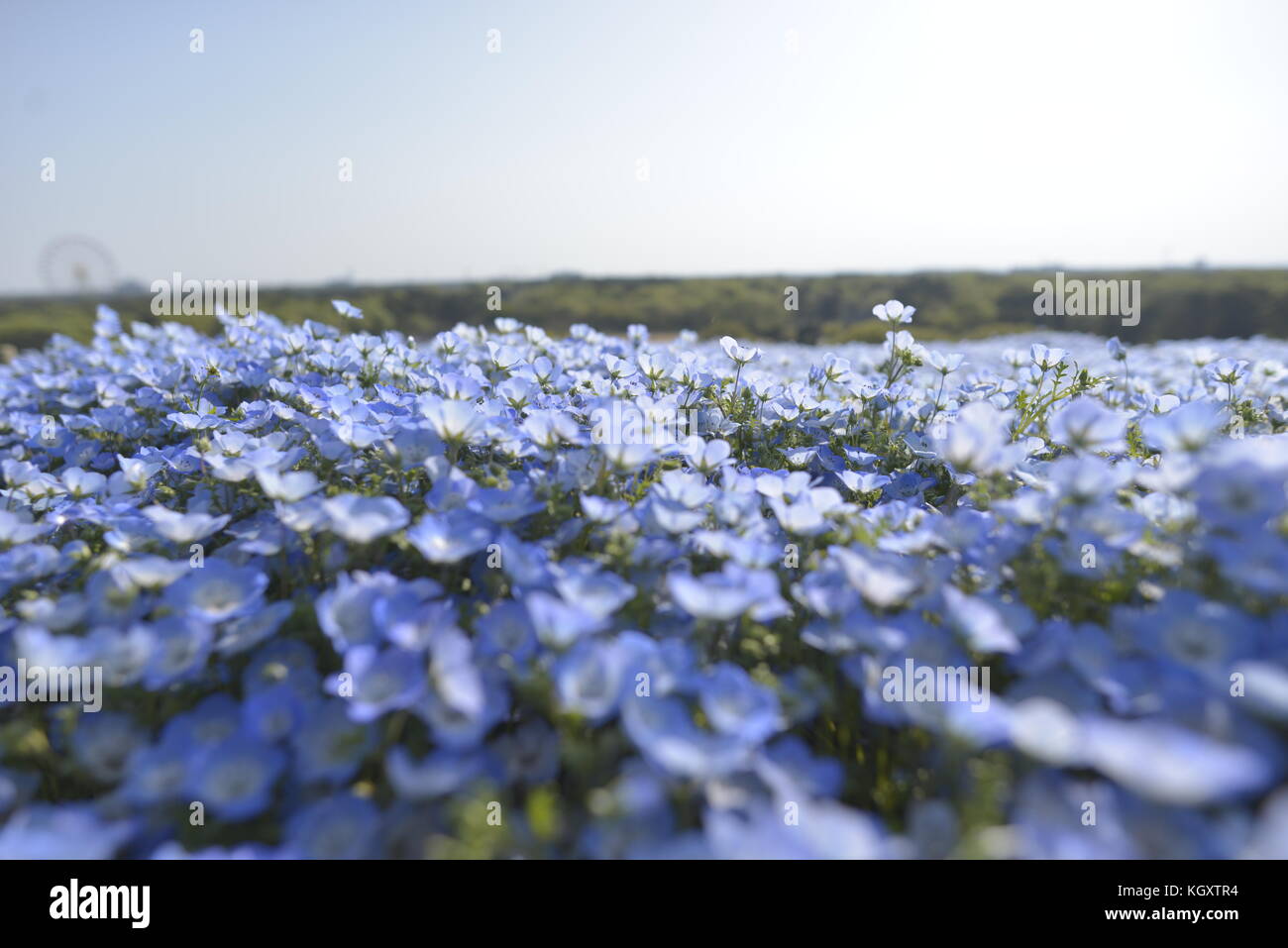 Nemophila, hitachi seaside park, Giappone Foto Stock