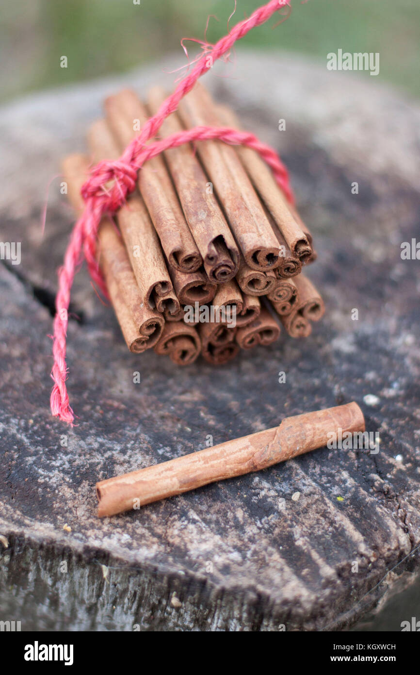 Cassia bastoncini di cannella legati insieme con corda rossa sul registro di legno Foto Stock