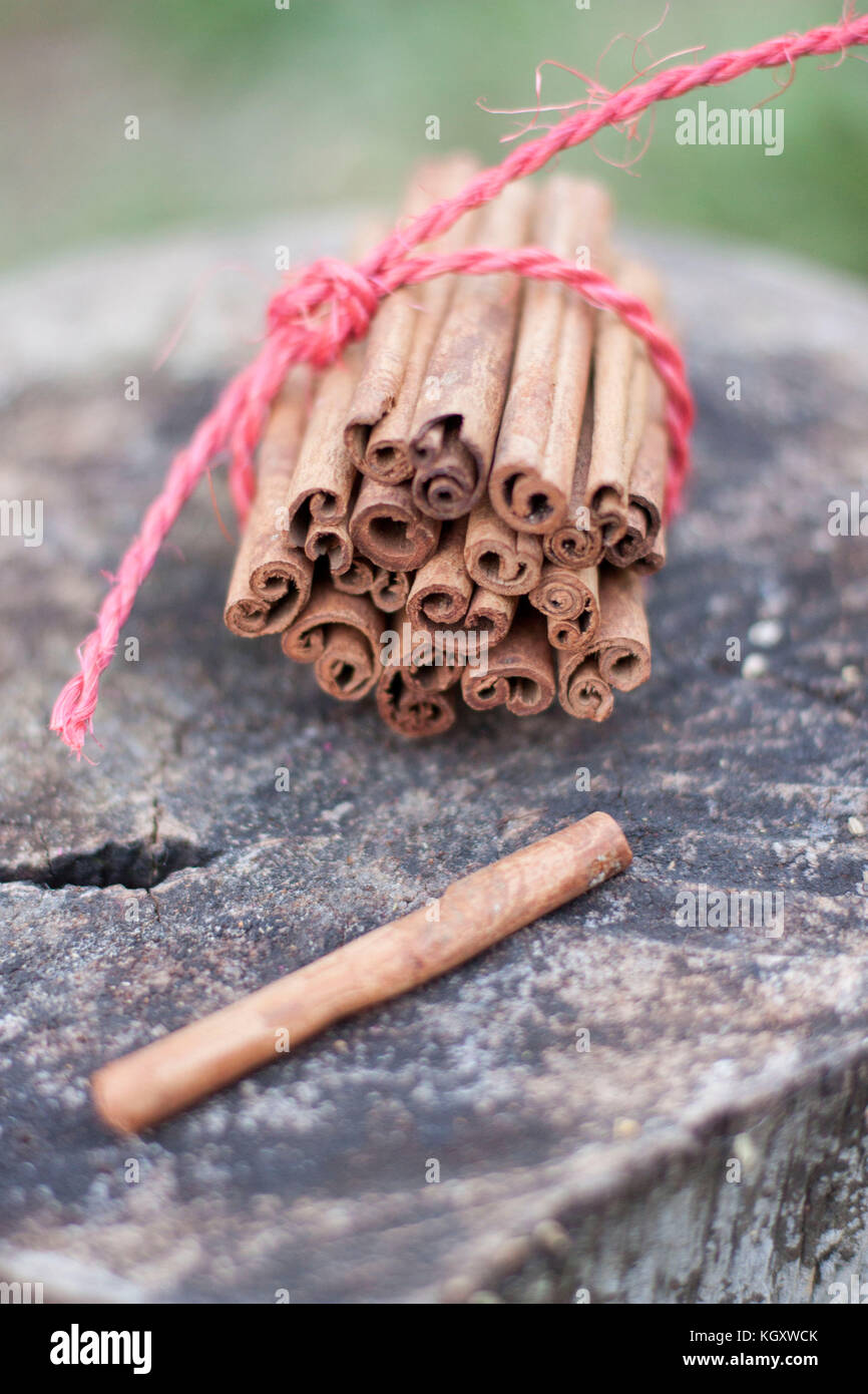 Cassia bastoncini di cannella legati insieme con corda rossa sul registro di legno Foto Stock