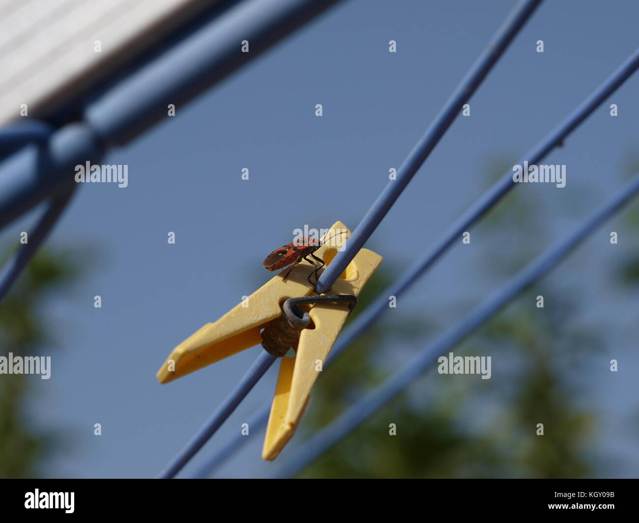 Poco bug su stoffa clip linea blu Foto Stock