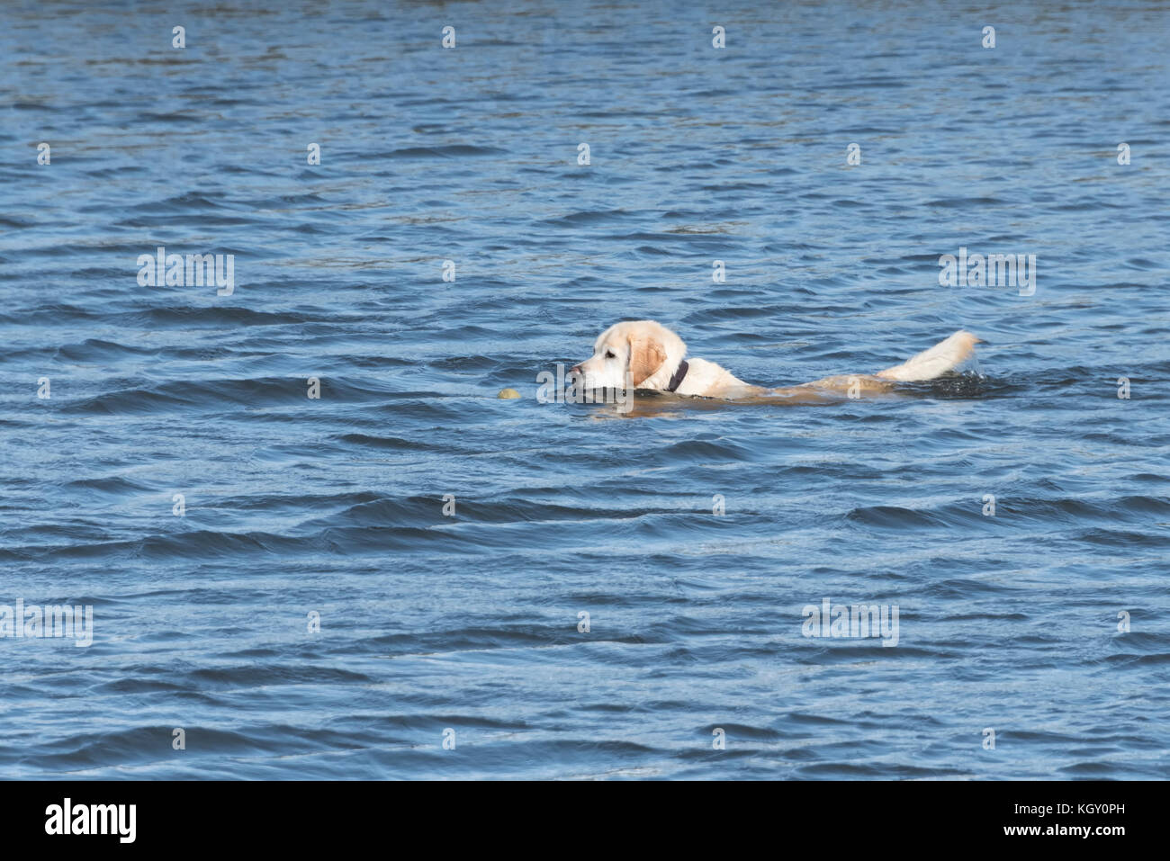 Labrador ha una palla in acqua Foto Stock