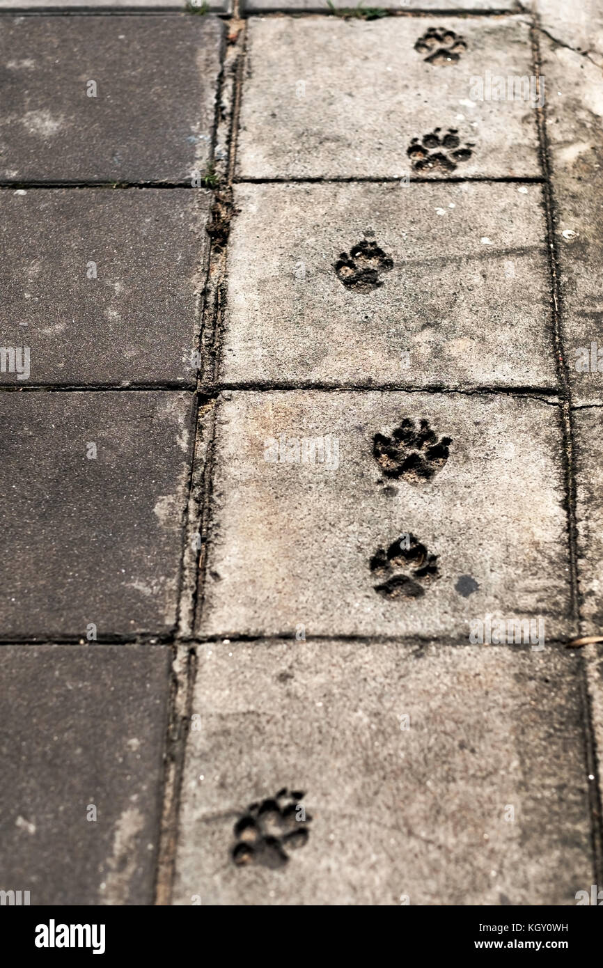 Cane piedi stampe sul marciapiede. Foto Stock