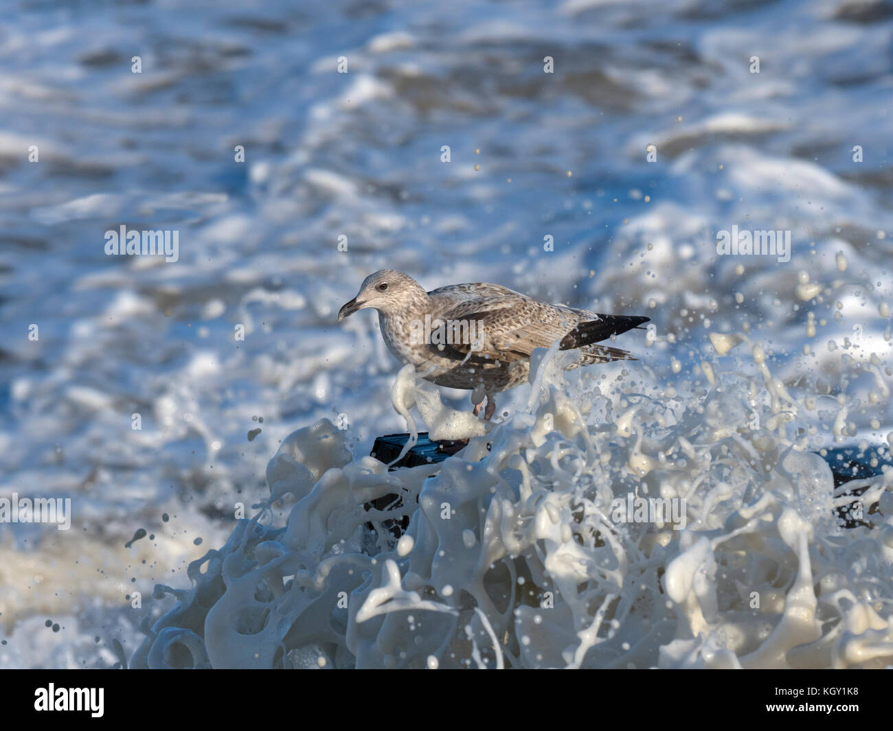 Gabbiani di aringa Larus argentatus che si nuce in un mare accidentato sulla costa norfolk Foto Stock