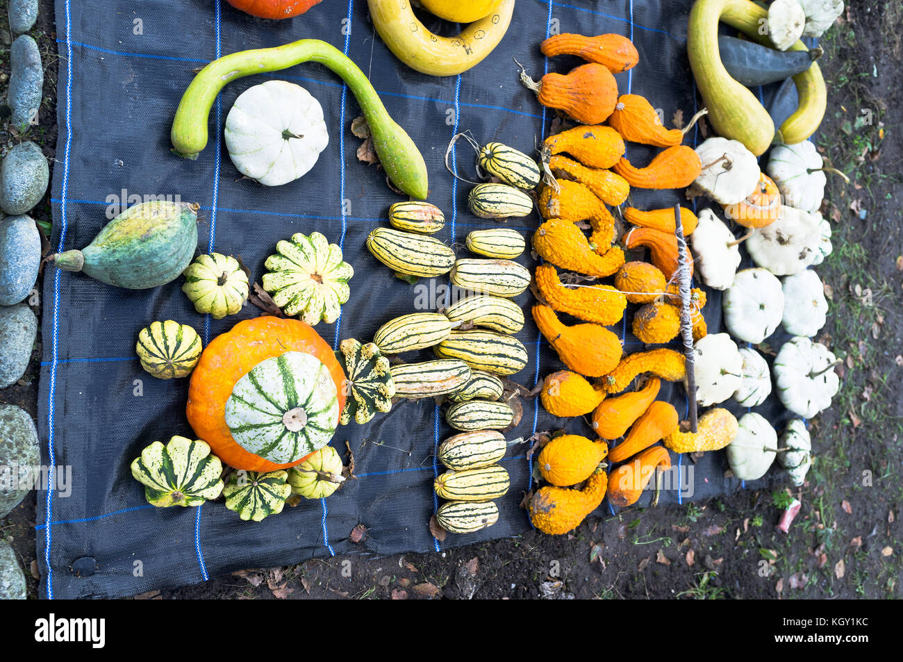 Dh Victoria Garden Parco Saumarez GUERNSEY walled Victorian Kitchen Garden ortaggi Foto Stock