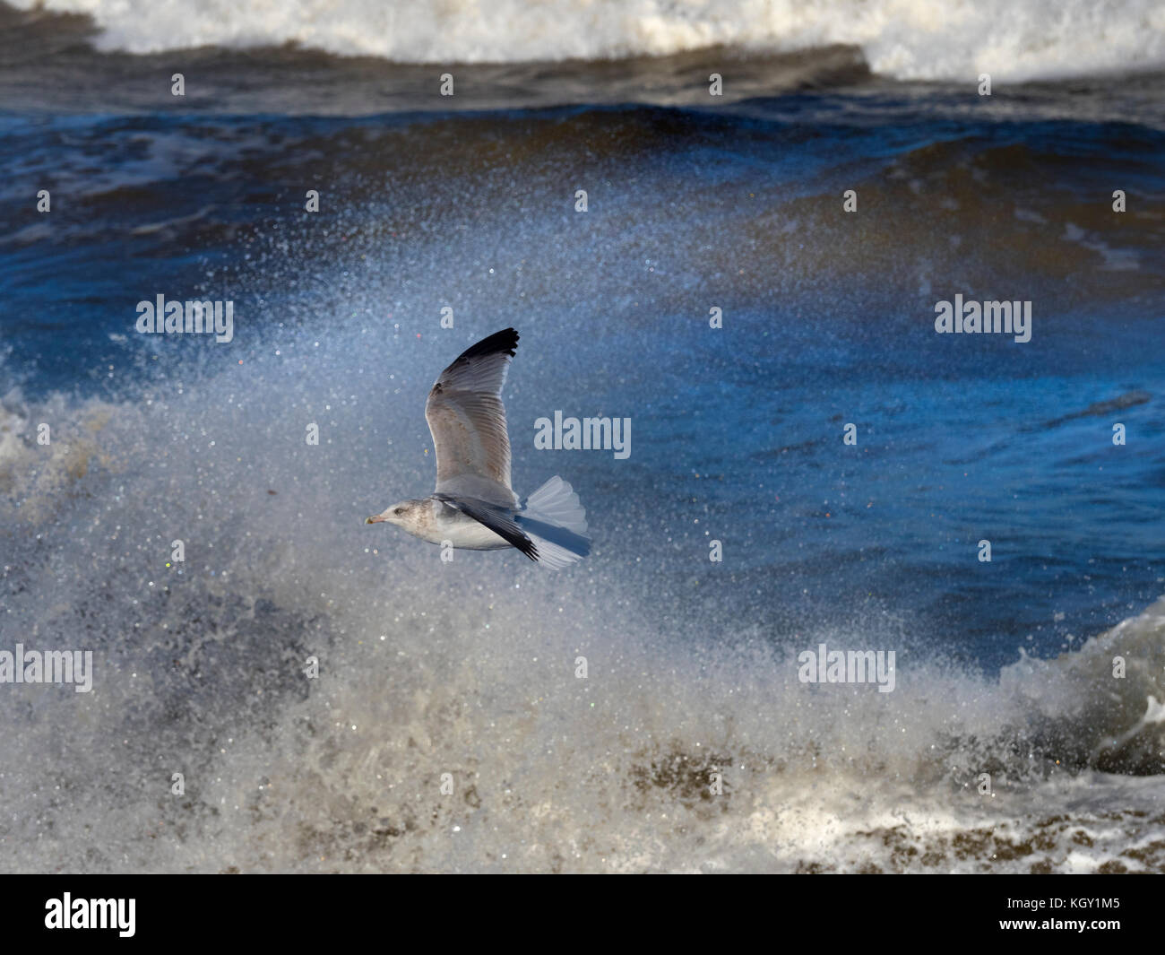 Gabbiani di aringa Larus argentatus che si nuce in un mare accidentato sulla costa norfolk Foto Stock