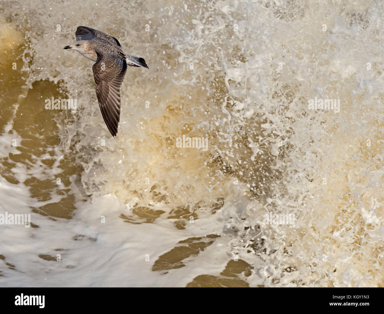 Gabbiani di aringa Larus argentatus che si nuce in un mare accidentato sulla costa norfolk Foto Stock
