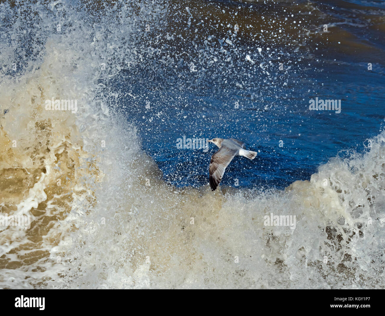 Gabbiani di aringa Larus argentatus che si nuce in un mare accidentato sulla costa norfolk Foto Stock