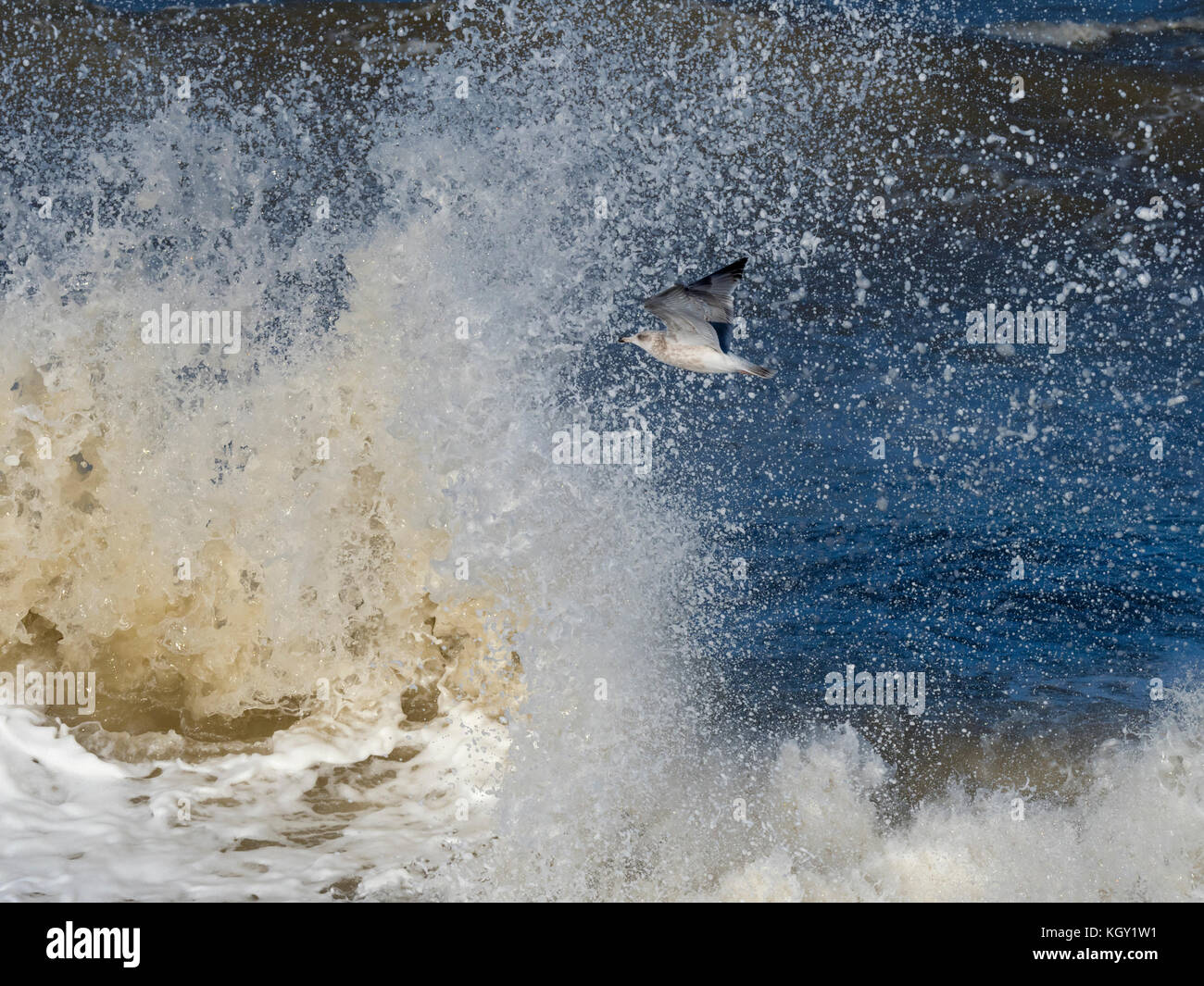 Gabbiani di aringa Larus argentatus che si nuce in un mare accidentato sulla costa norfolk Foto Stock
