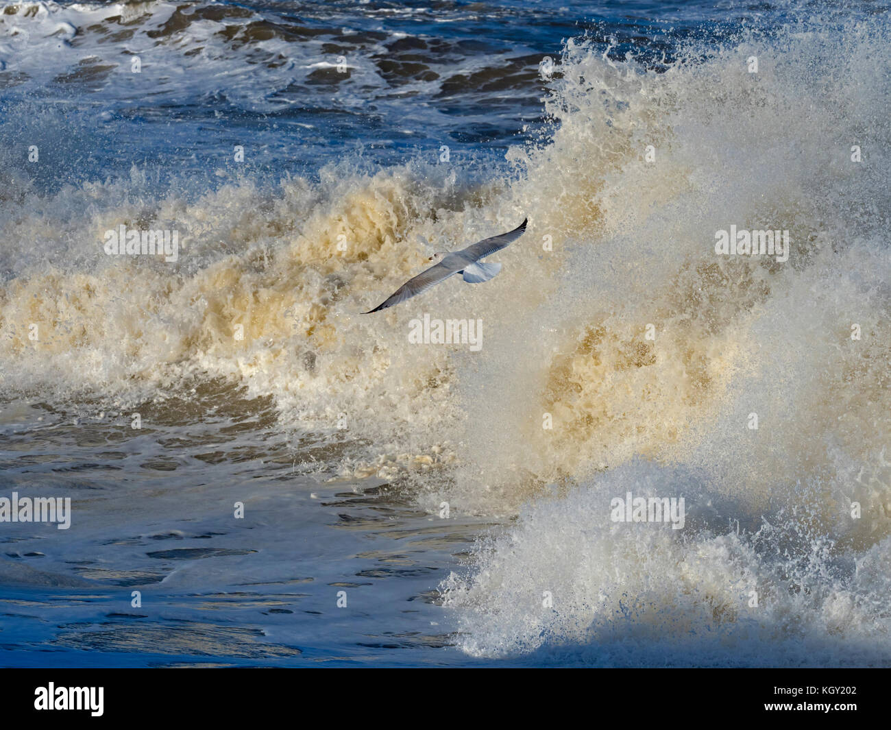 Gabbiani di aringa Larus argentatus che si nuce in un mare accidentato sulla costa norfolk Foto Stock